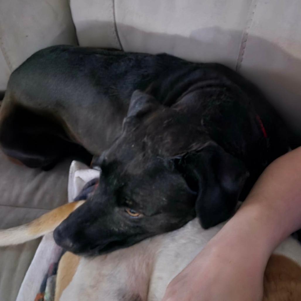 Enlarge Marjorie, a Adoptable Mixed Breed in DeKalb, IL image 4/6