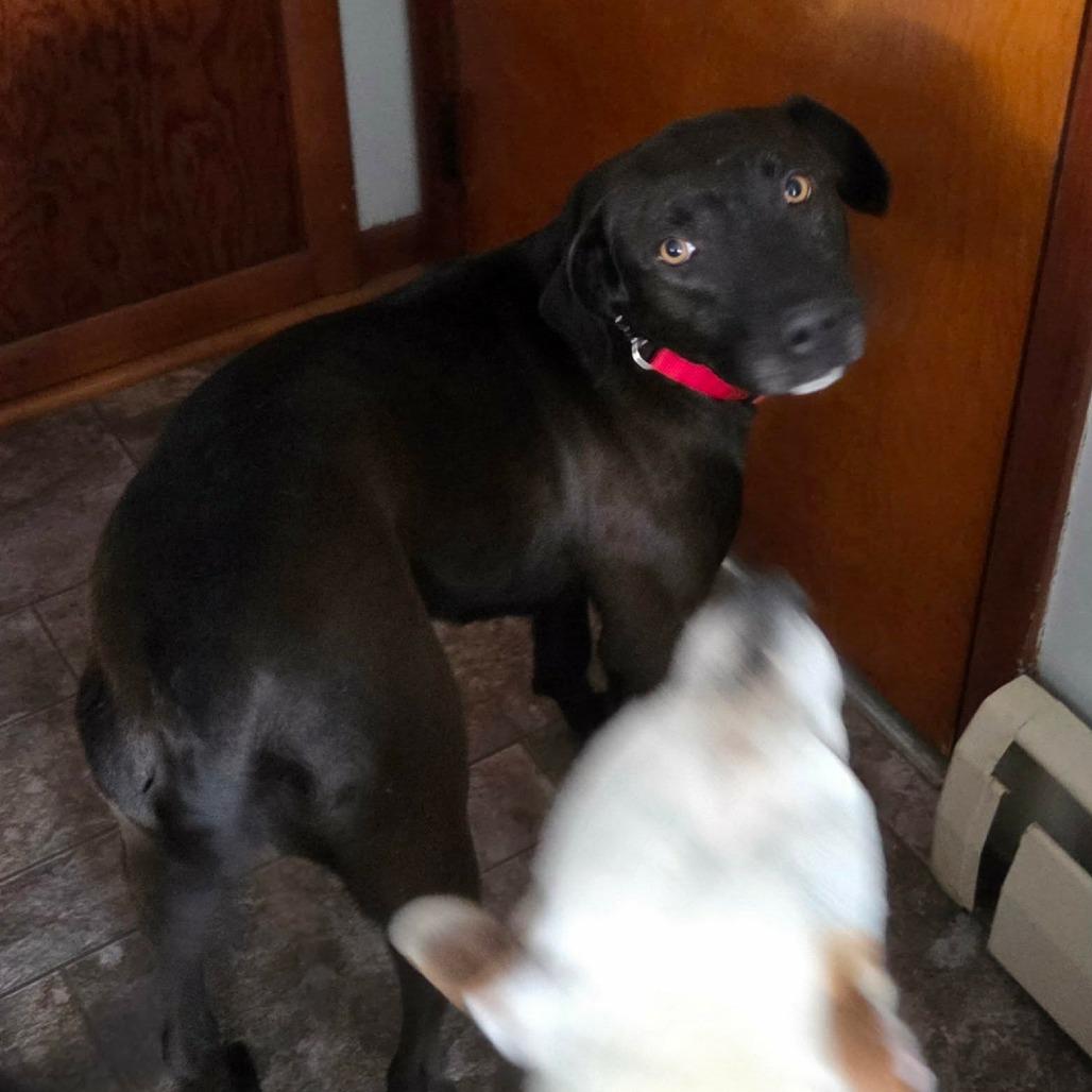 Enlarge Marjorie, a Adoptable Mixed Breed in DeKalb, IL image 5/6