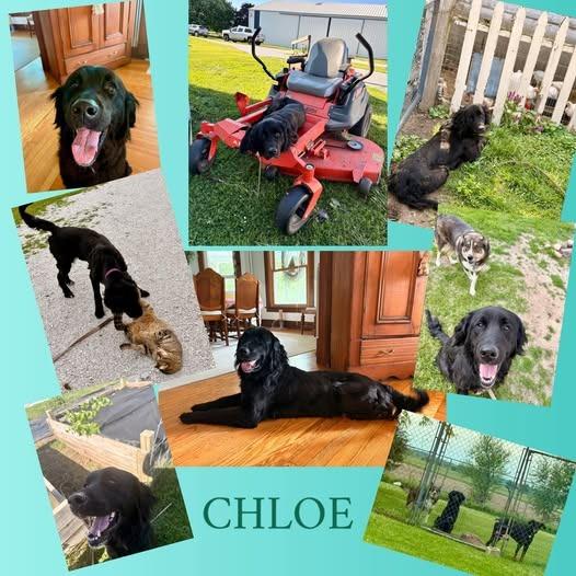 Chloe, Adoptable, Young Female Retriever.