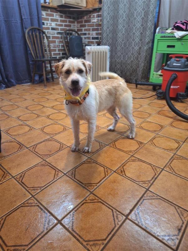 Enlarge Holly, a Adoptable mixed breed in Gloversville, NY image 1/2