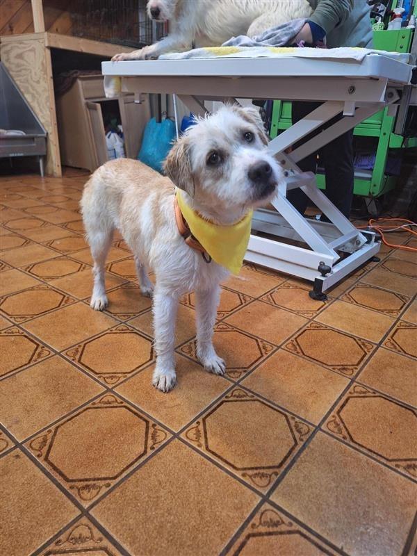 Enlarge Holly, a Adoptable mixed breed in Gloversville, NY image 2/2