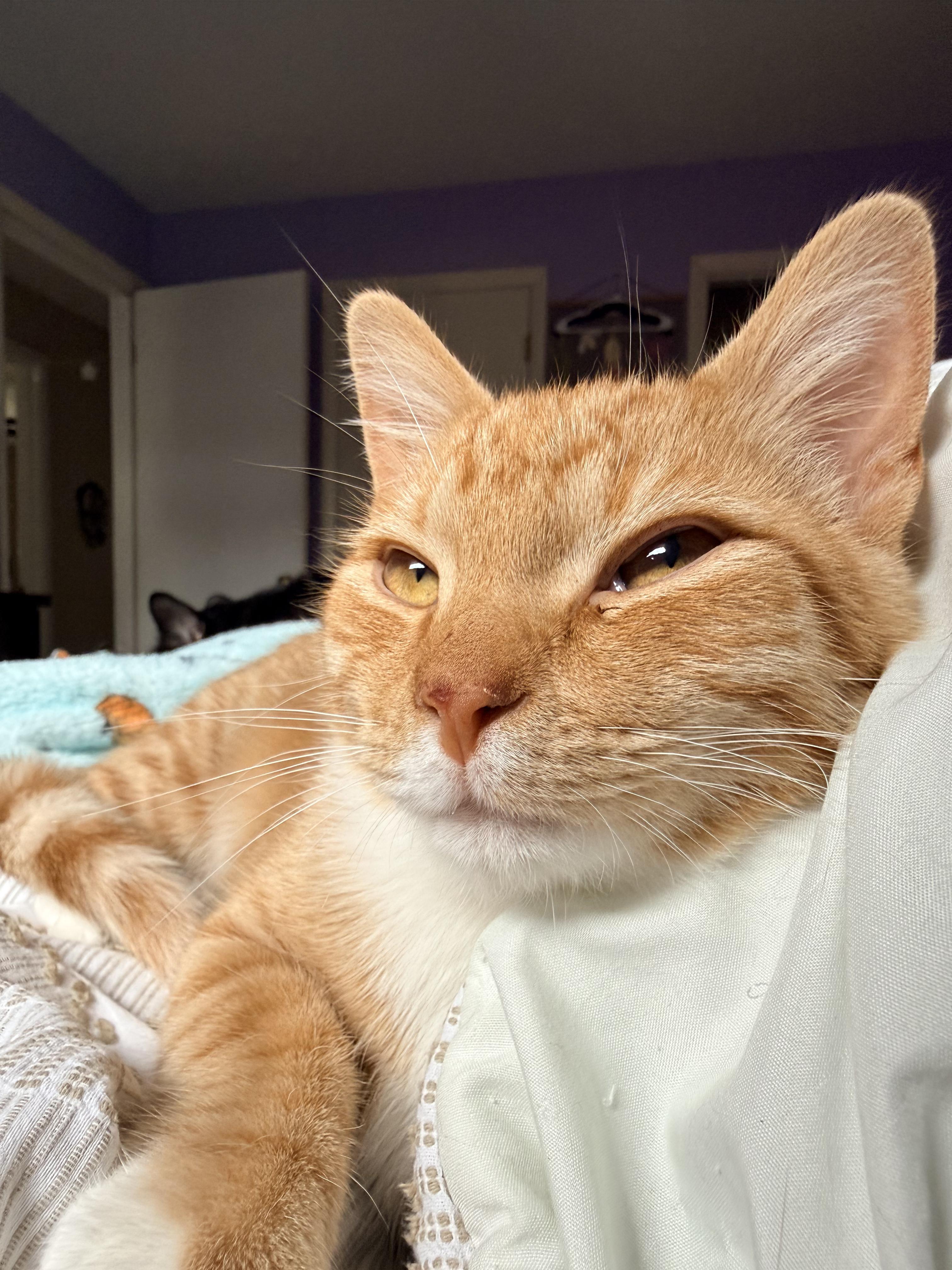 Simon, ADOPTABLE, Young Male Tabby.