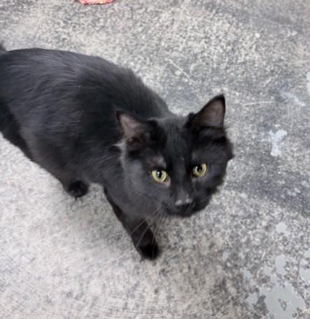 Enlarge Apollo, a Adoptable mixed breed in Ogdensburg, NY image 2/3