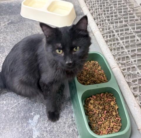 Enlarge Apollo, a Adoptable mixed breed in Ogdensburg, NY image 3/3