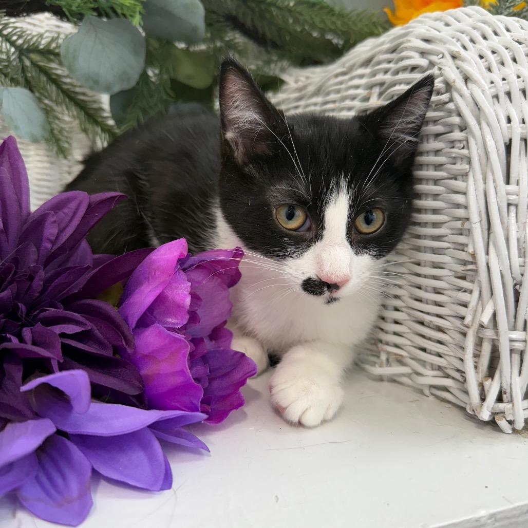 Fable Harbor 56361, Adoptable, Young Male Domestic Short Hair.