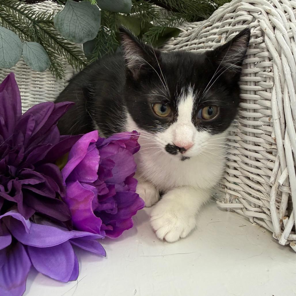 Enlarge Fable Harbor 56361, a Adoptable Domestic Short Hair in Lansing, MI image 2/5