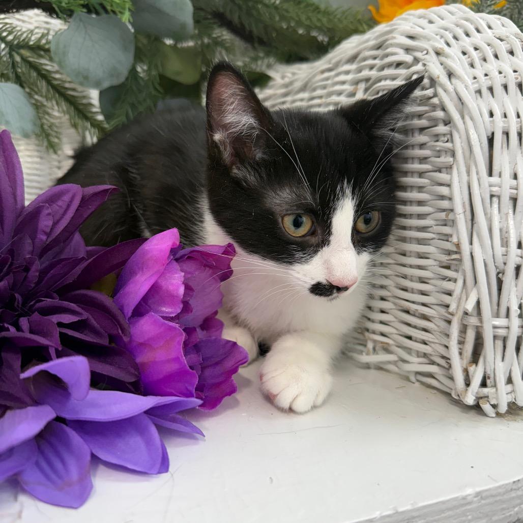 Enlarge Fable Harbor 56361, a Adoptable Domestic Short Hair in Lansing, MI image 3/5