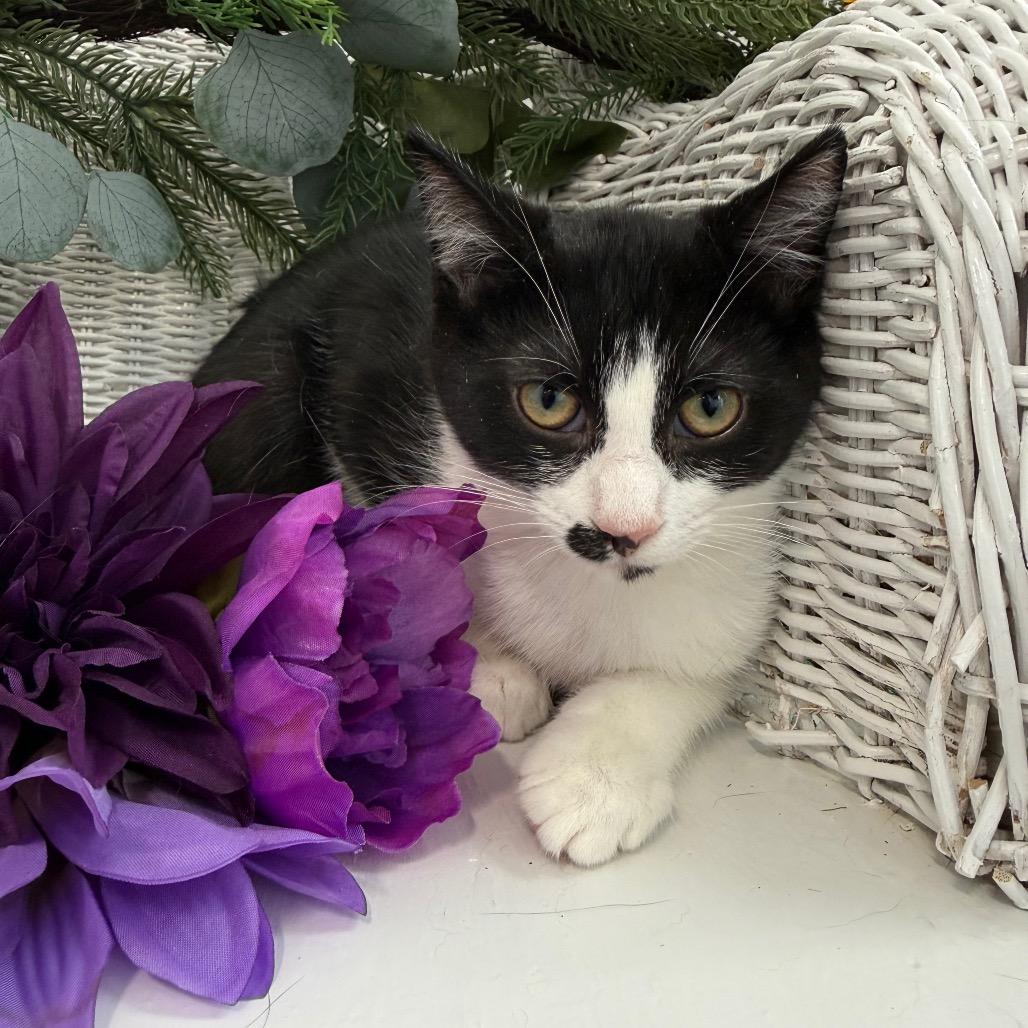 Enlarge Fable Harbor 56361, a Adoptable Domestic Short Hair in Lansing, MI image 4/5