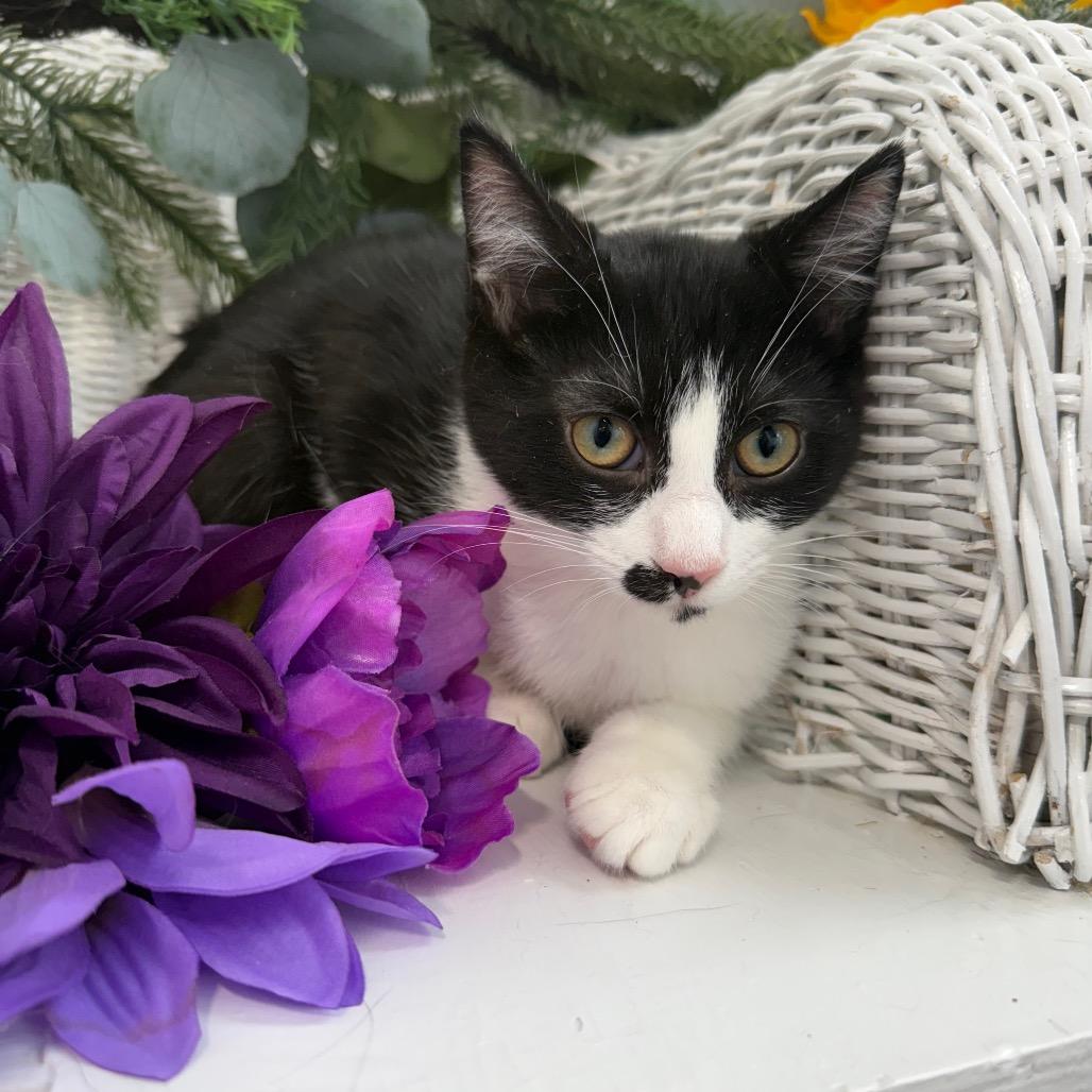 Enlarge Fable Harbor 56361, a Adoptable Domestic Short Hair in Lansing, MI image 5/5