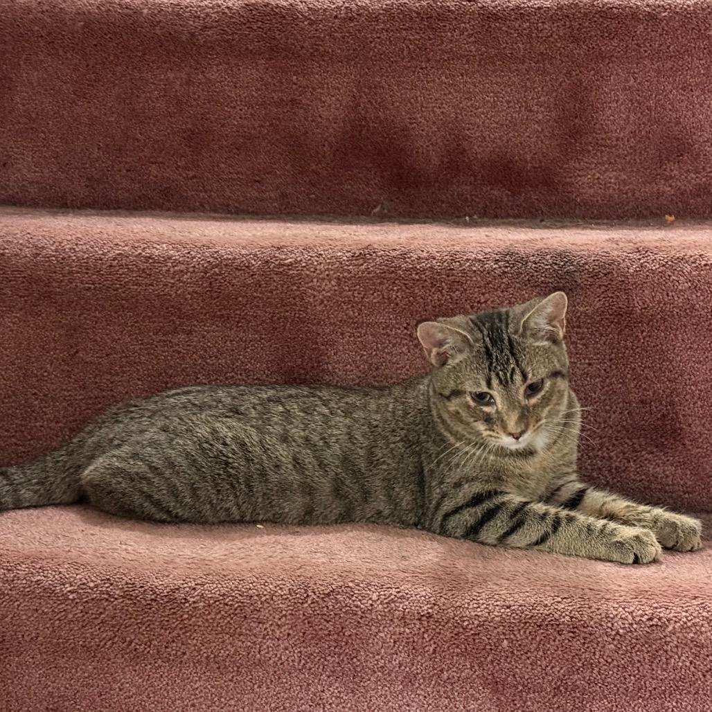 Sleepy/Austin, Adoptable, Kitten Male American Shorthair.
