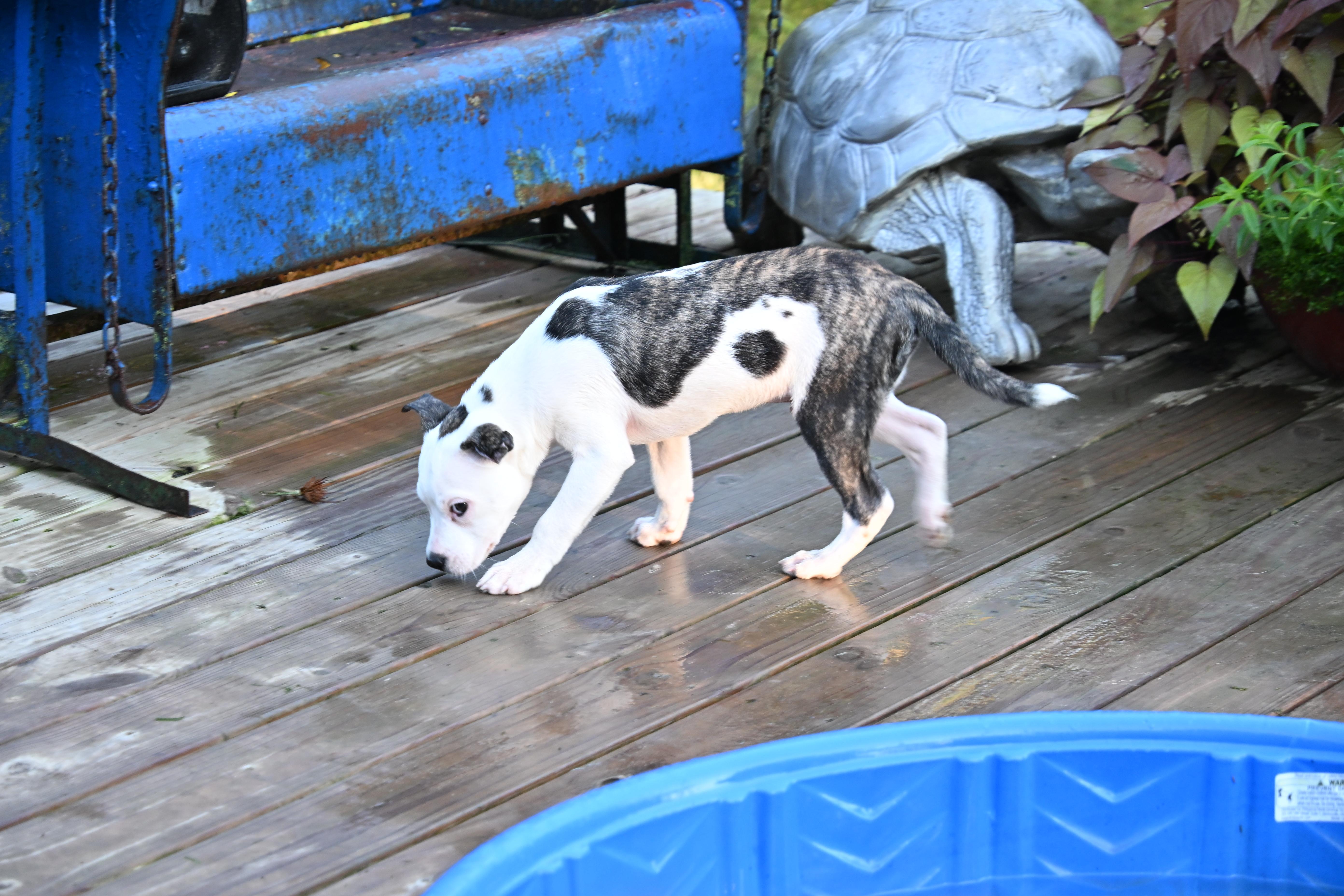 Enlarge Milo, a ADOPTABLE mixed breed in South Bend, IN image 5/6