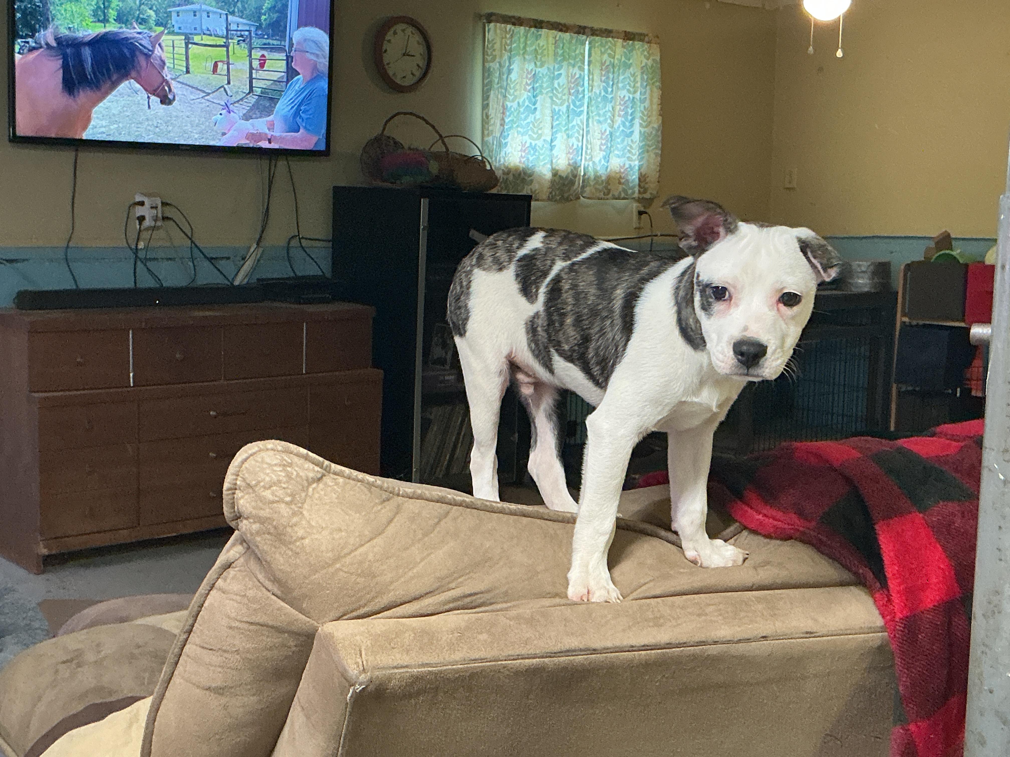 Enlarge Milo, a ADOPTABLE mixed breed in South Bend, IN image 2/6