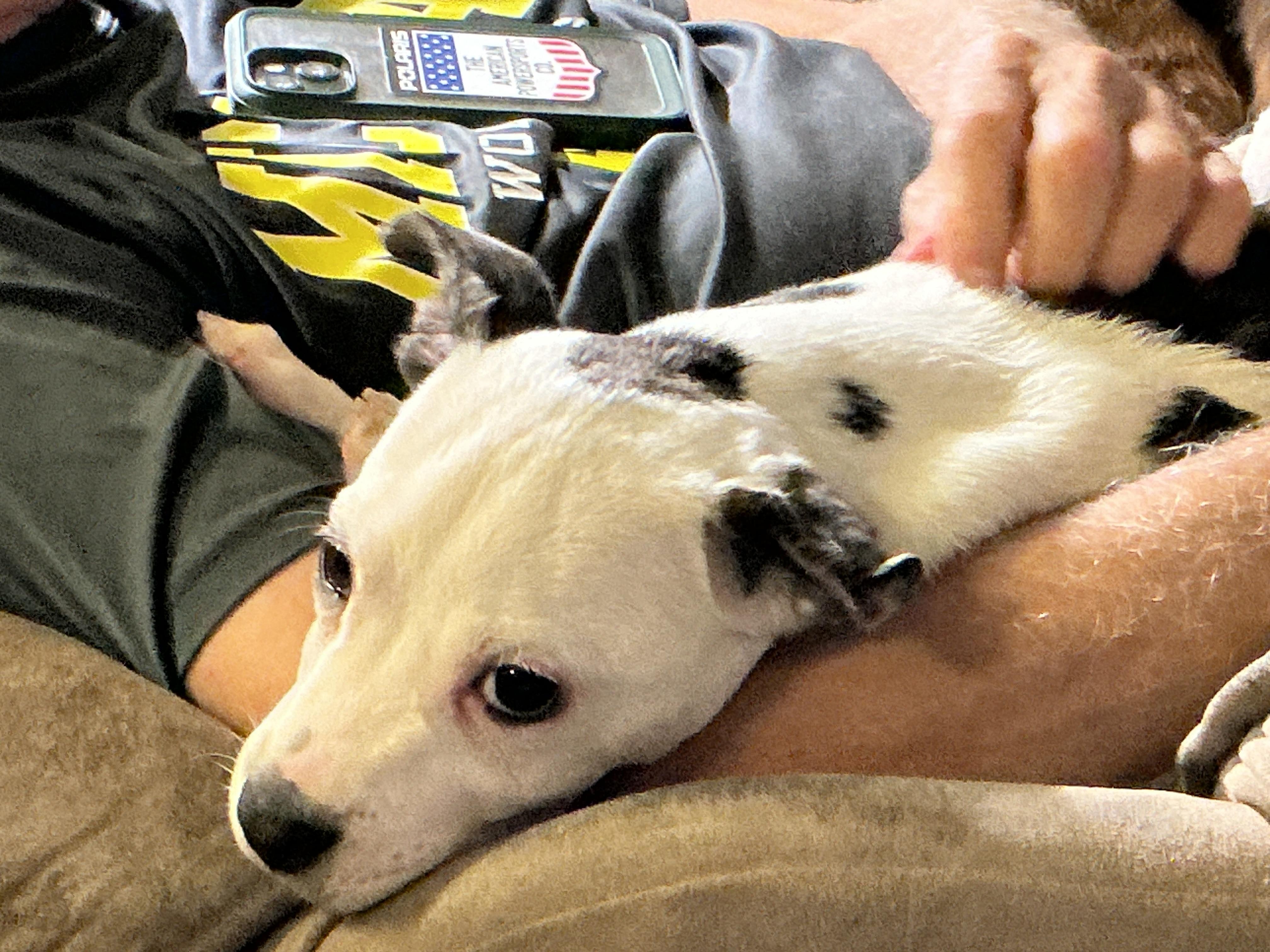 Enlarge Milo, a ADOPTABLE mixed breed in South Bend, IN image 6/6