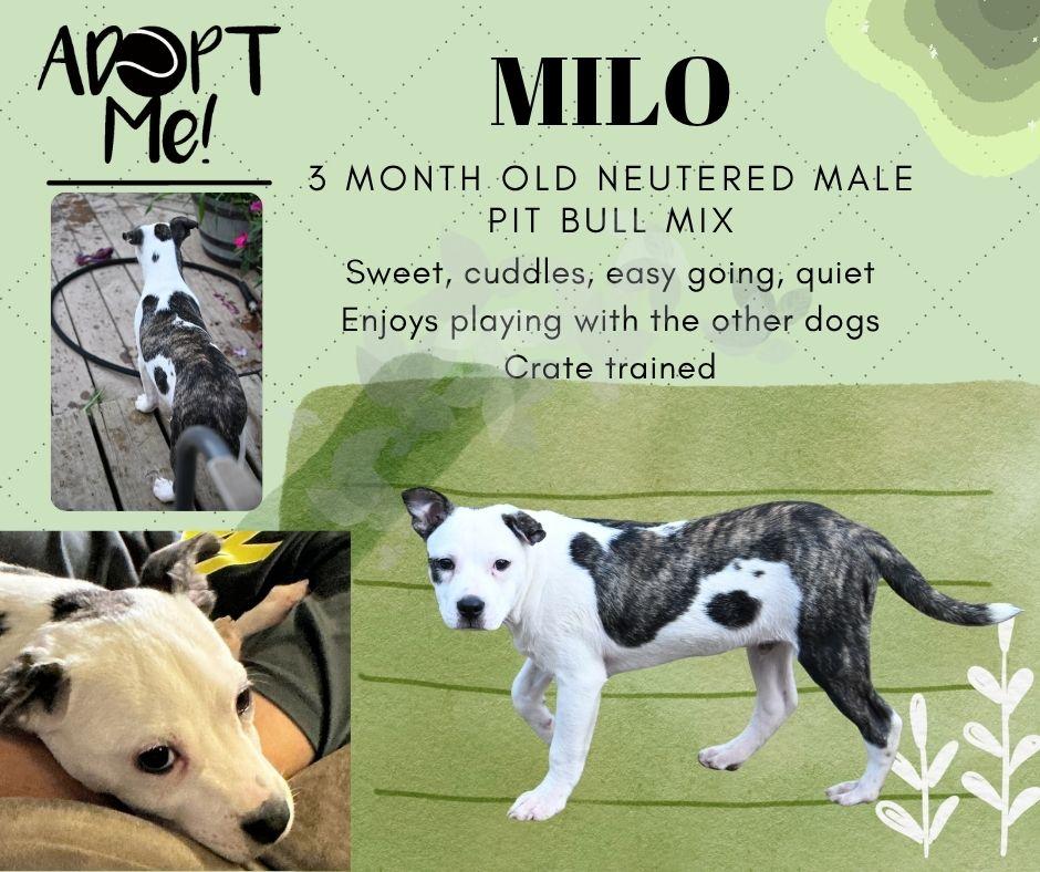Milo, ADOPTABLE, Puppy Male Pit Bull Terrier.