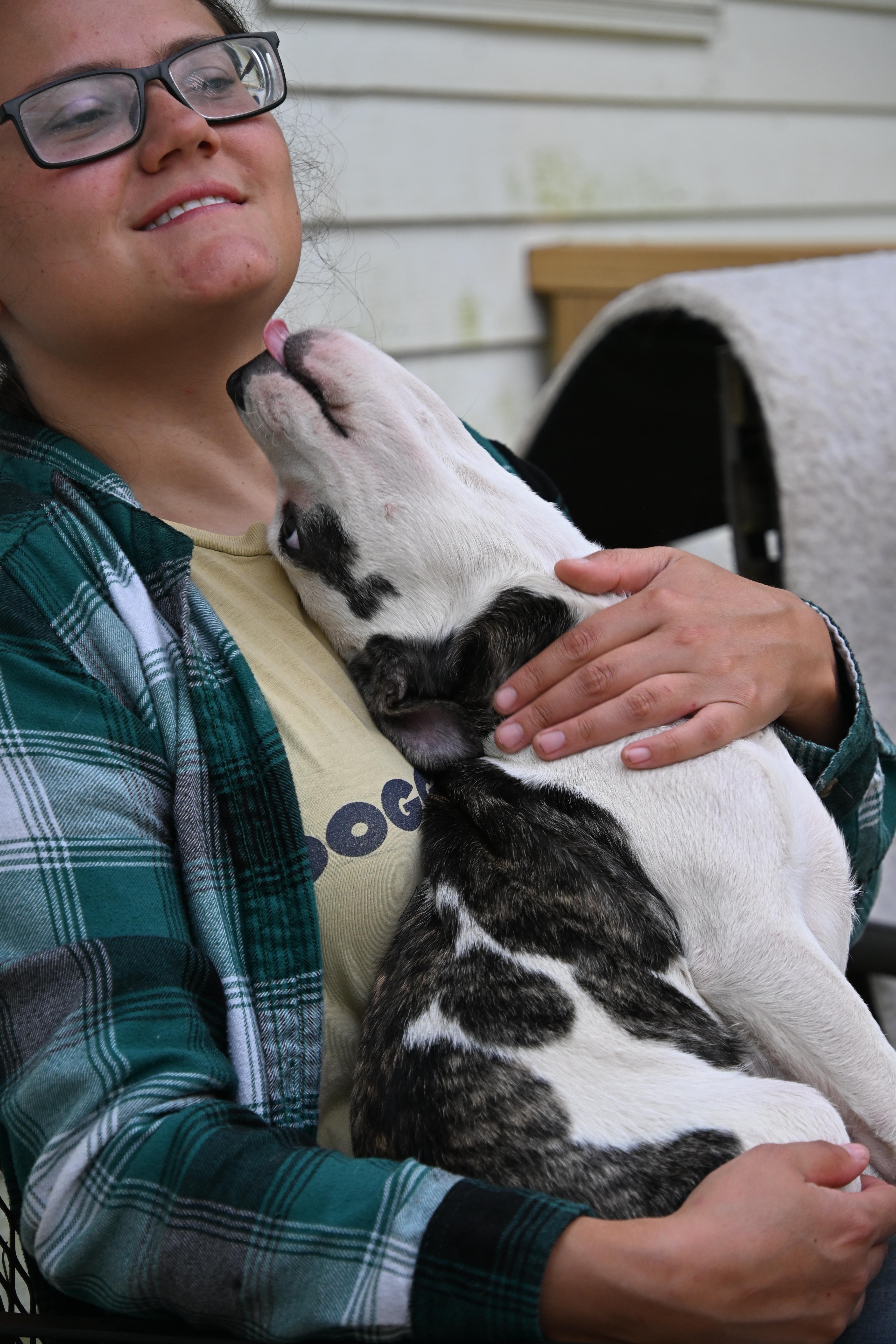Enlarge Milo, a ADOPTABLE mixed breed in South Bend, IN image 4/6