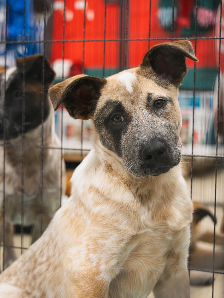 Mayeux - 25318, Adoptable, Puppy Female Australian Cattle Dog / Blue Heeler & Anatolian Shepherd.