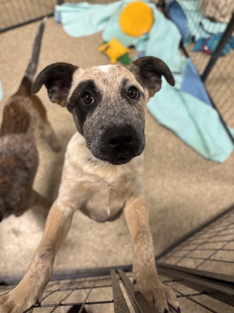 Mayeux - 25318, a Adoptable mixed breed in Armonk, NY image 4/6
