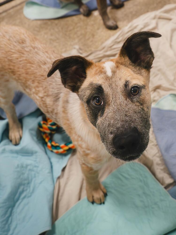 Mayeux - 25318, a Adoptable mixed breed in Armonk, NY image 6/6