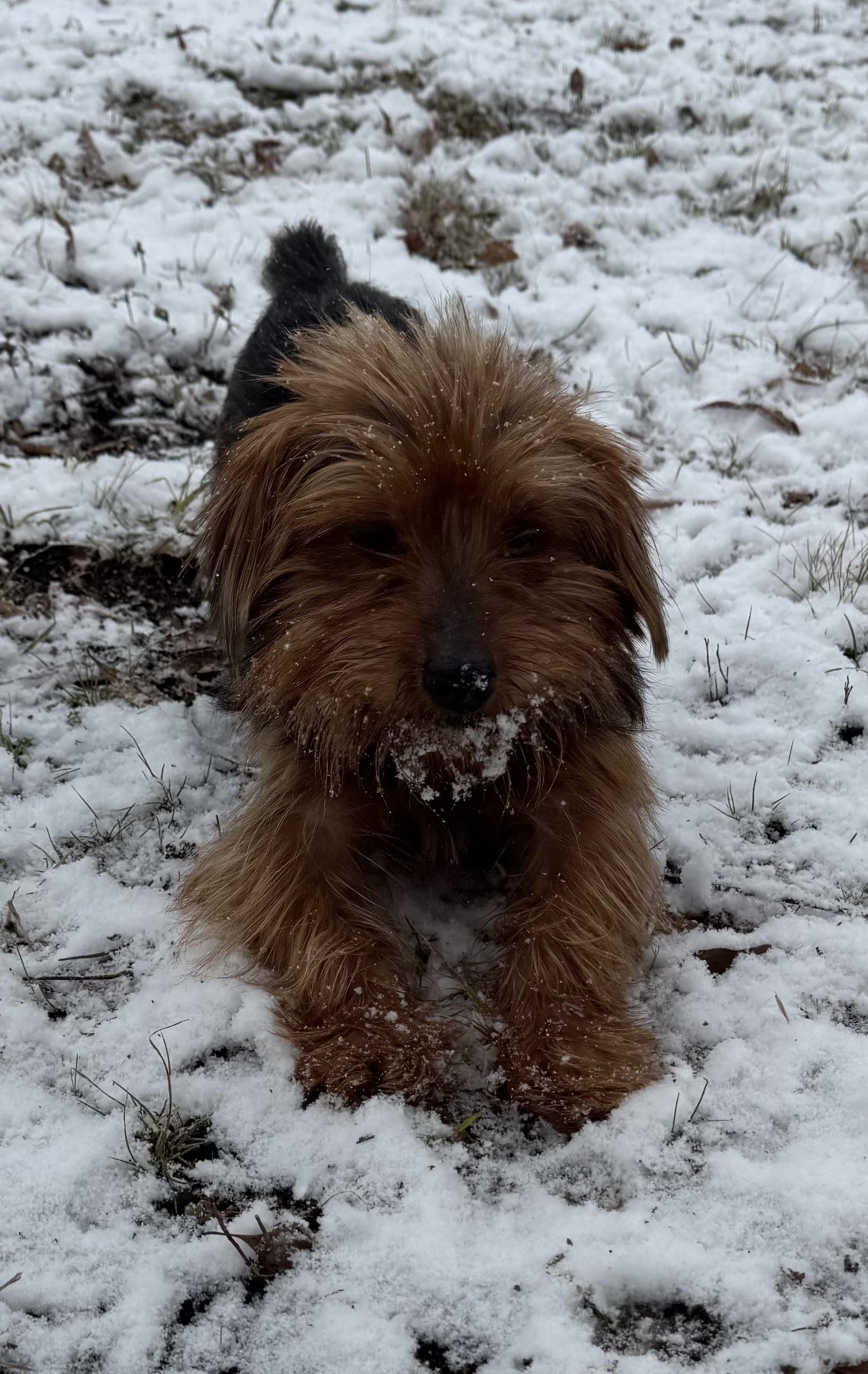Enlarge Winston, an adopted mixed breed in warrenville, SC image 3/3