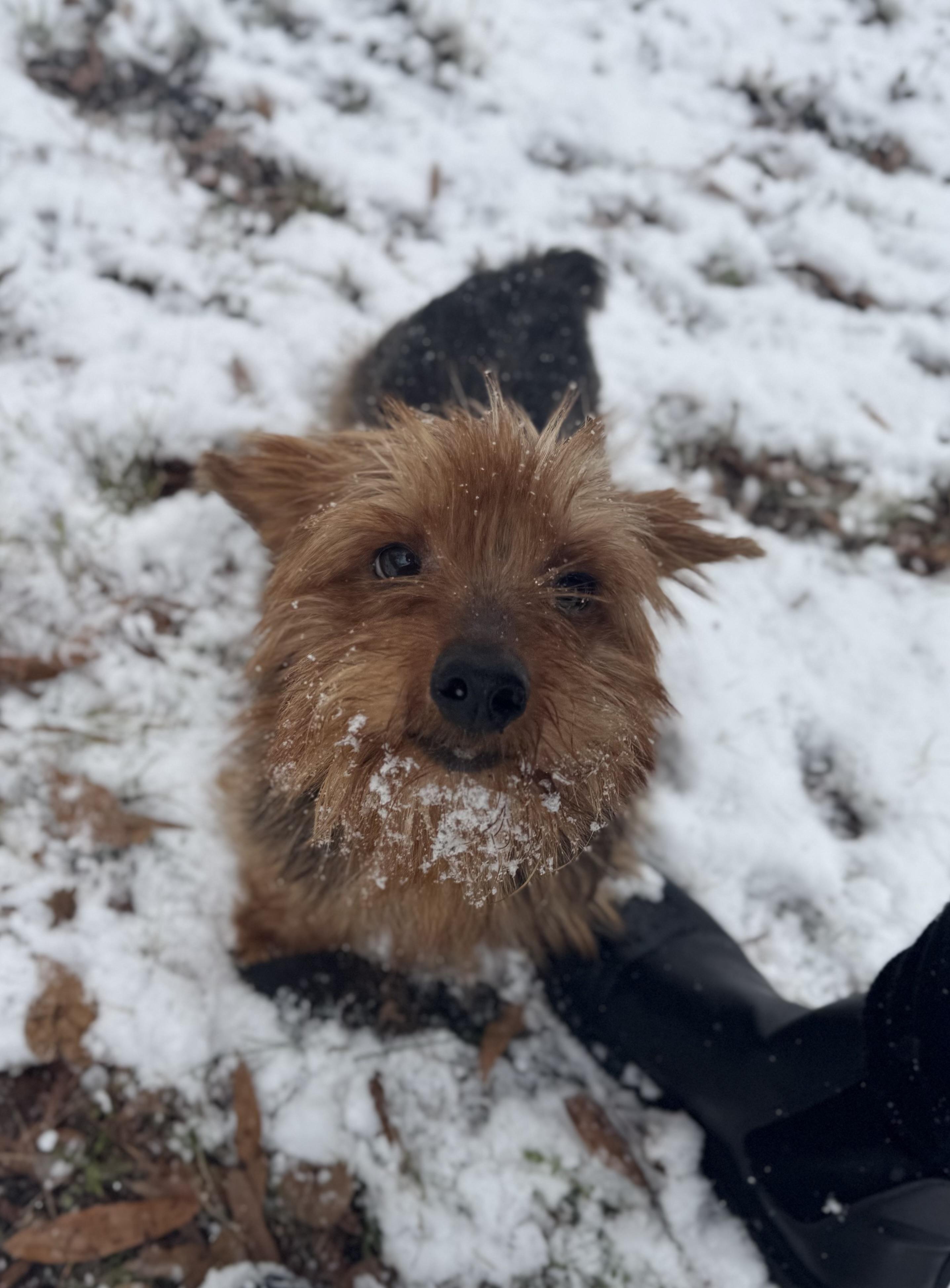 Enlarge Winston, an adopted mixed breed in warrenville, SC image 2/3