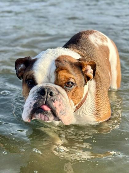 LOKI ASGARD, a ADOPTABLE English Bulldog in Bonney Lake, WA image 2/3