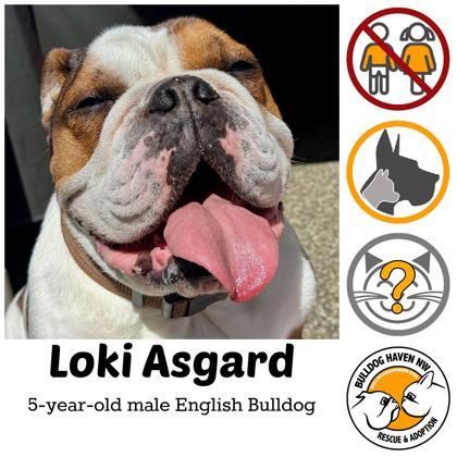 LOKI ASGARD, ADOPTABLE, Adult Male English Bulldog.