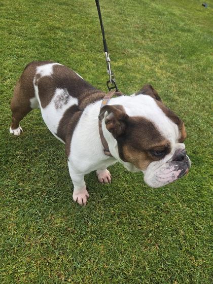 LOKI ASGARD, a ADOPTABLE English Bulldog in Bonney Lake, WA image 3/3
