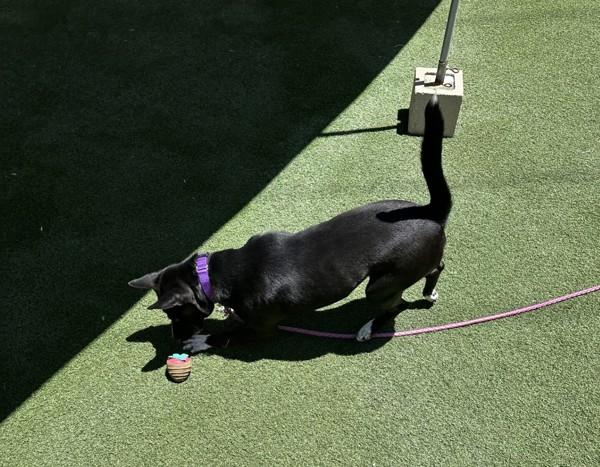Enlarge Gigi, a Adoptable mixed breed in Oceanside, CA image 1/2