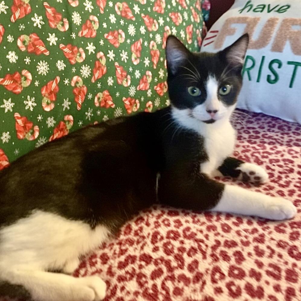 Cupcake, Adoptable, Kitten Female Domestic Short Hair.