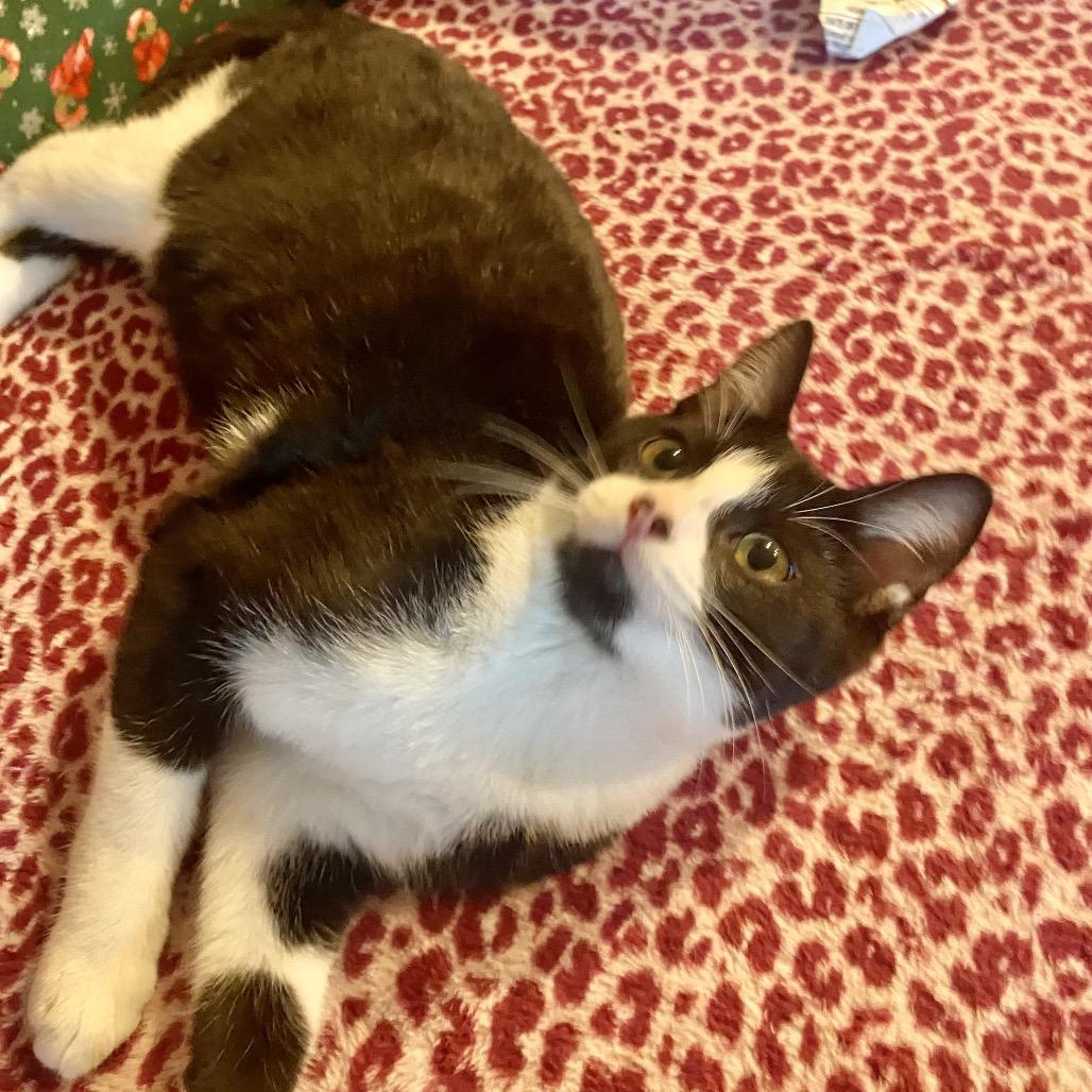 Enlarge Cupcake, a Adoptable Domestic Short Hair in Tustin, CA image 3/6