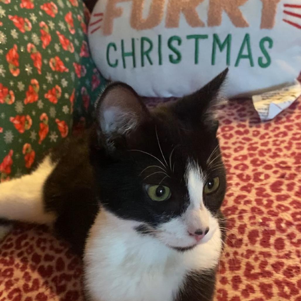 Enlarge Cupcake, a Adoptable Domestic Short Hair in Tustin, CA image 4/6