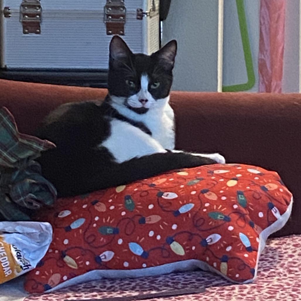 Enlarge Cupcake, a Adoptable Domestic Short Hair in Tustin, CA image 5/6