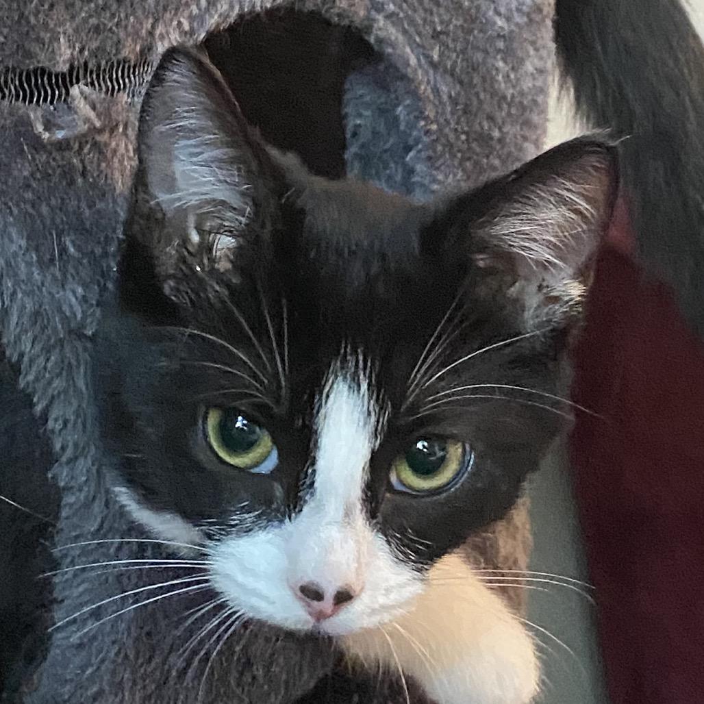 Enlarge Cupcake, a Adoptable Domestic Short Hair in Tustin, CA image 6/6