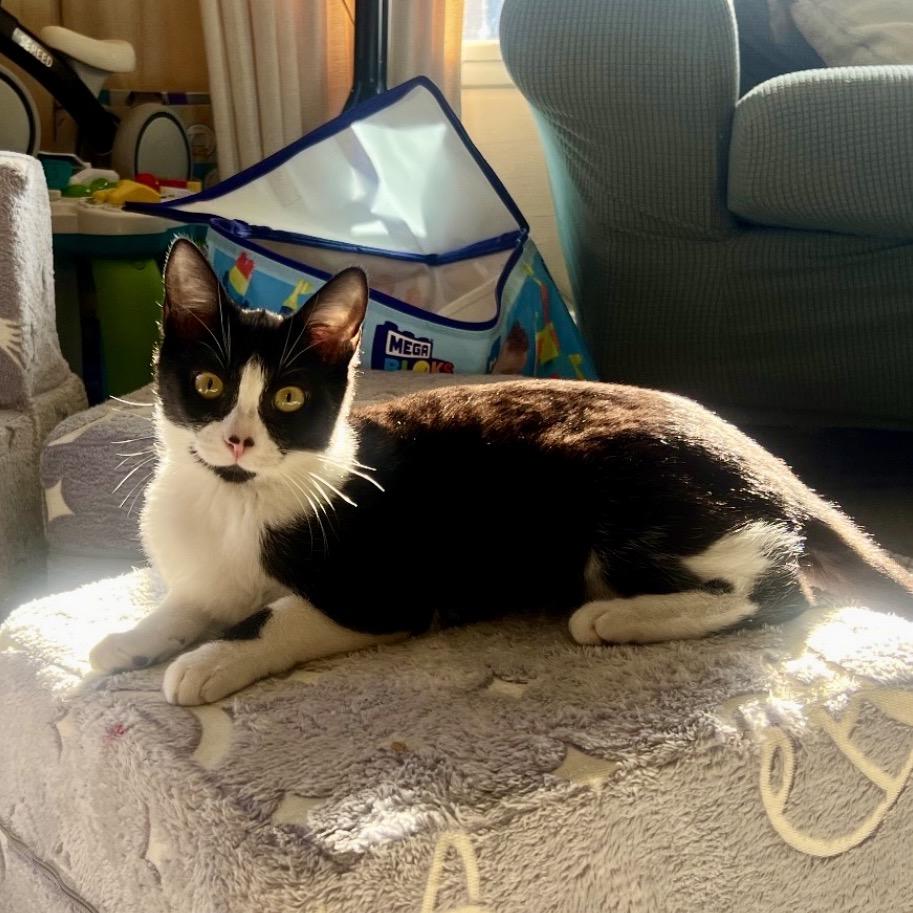 Enlarge Cupcake, a Adoptable Domestic Short Hair in Tustin, CA image 6/6