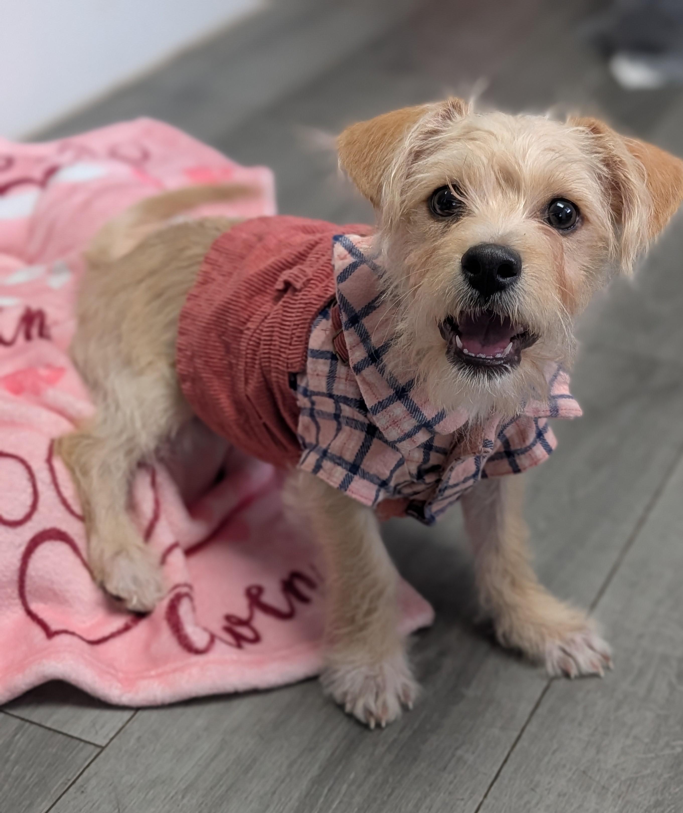 Spice, Adoptable, Puppy Female Wirehaired Terrier.