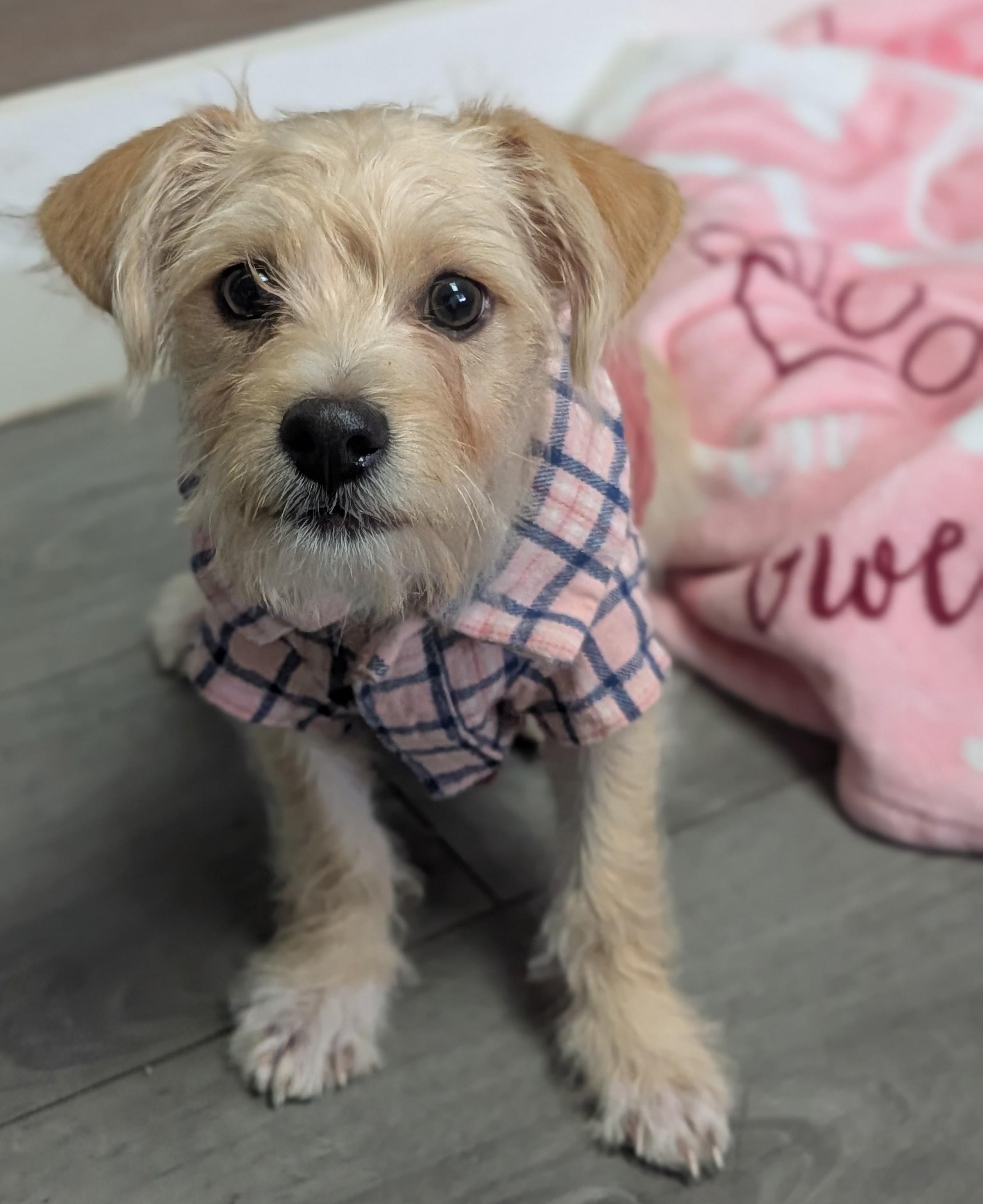 Enlarge Spice, a Adoptable mixed breed in Plainfield, NJ image 2/3