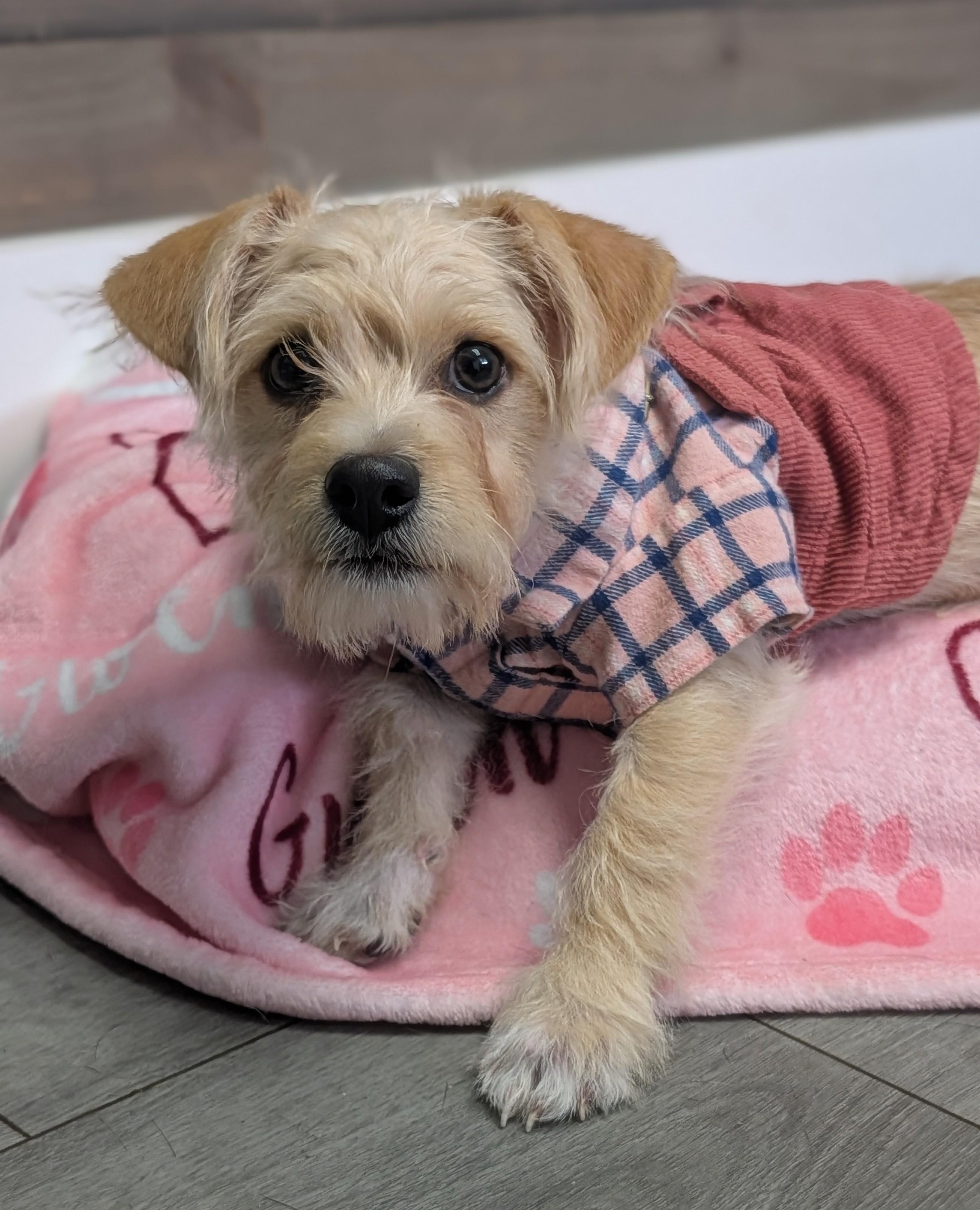 Enlarge Spice, a Adoptable mixed breed in Plainfield, NJ image 3/3
