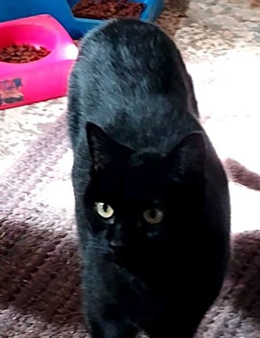 Shadow