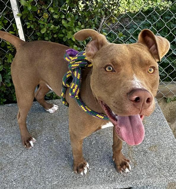 CLYDE, Adoptable, Young Male Pit Bull Terrier.