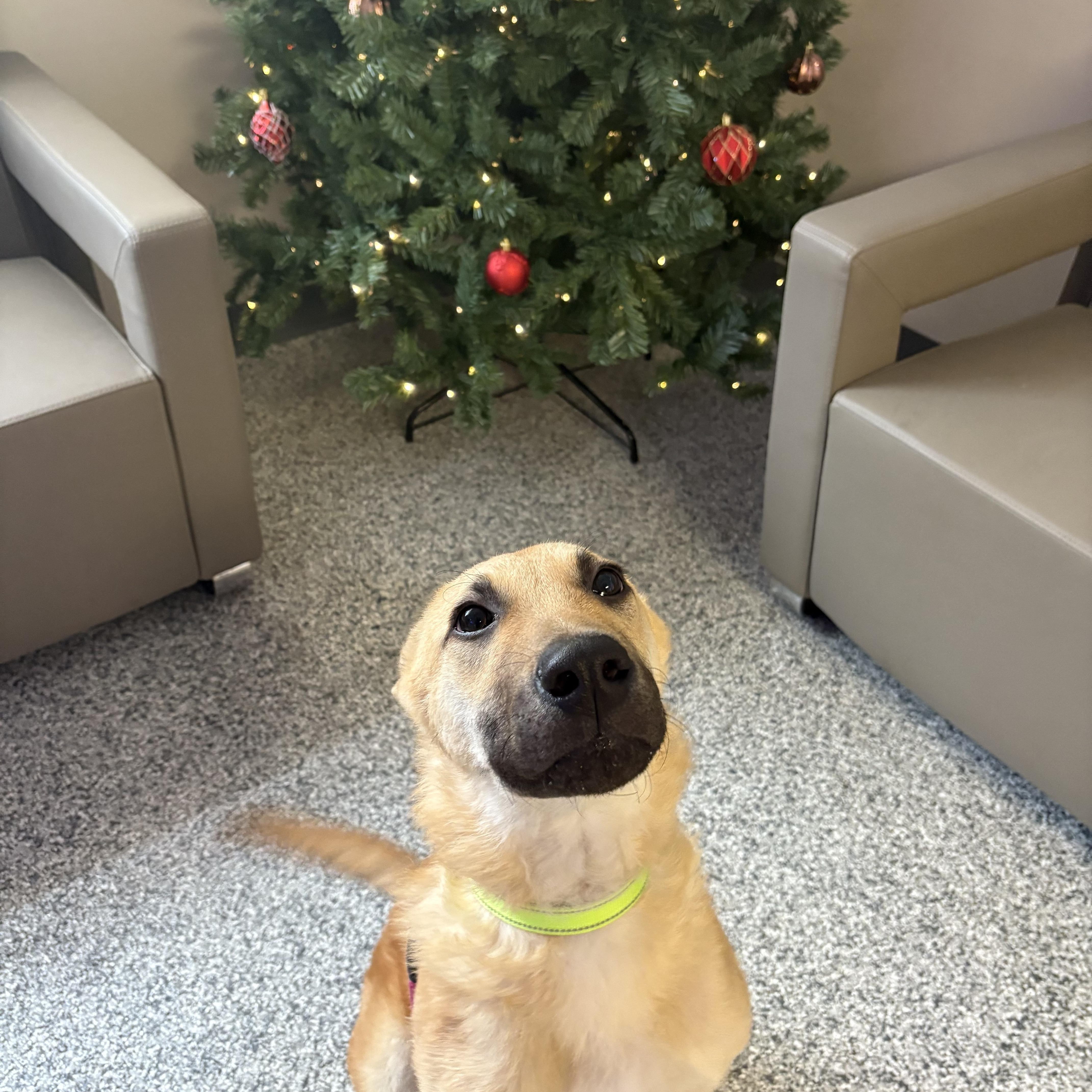 Enlarge Rowdy, a Adoptable mixed breed in Blue Springs, MO image 1/1