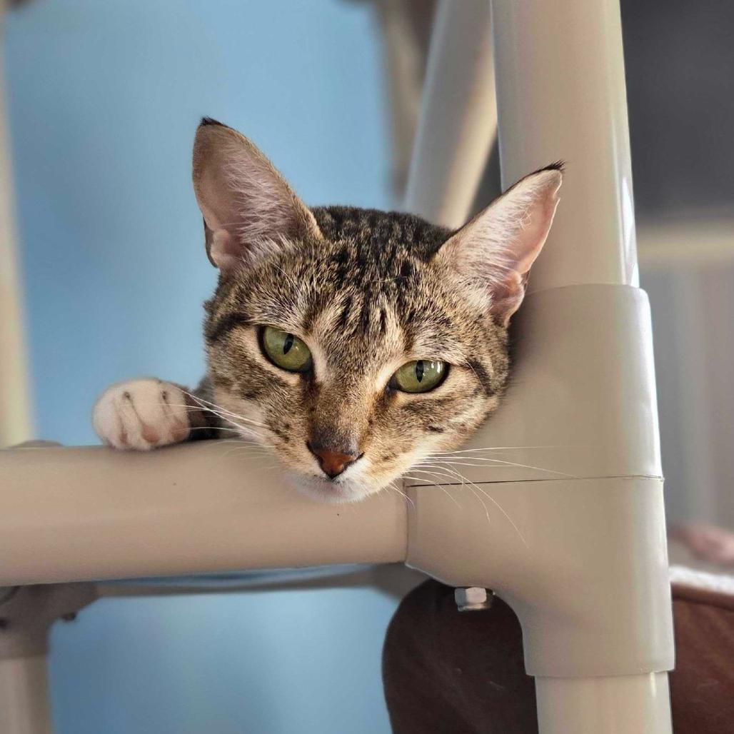 Rowan, a Adoptable Domestic Short Hair in Oneonta, NY image 1/6