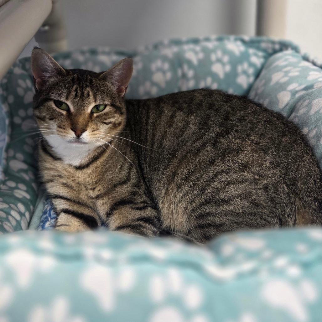 Rowan, a Adoptable Domestic Short Hair in Oneonta, NY image 2/6