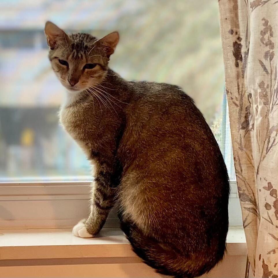 Rowan, a Adoptable Domestic Short Hair in Oneonta, NY image 3/6