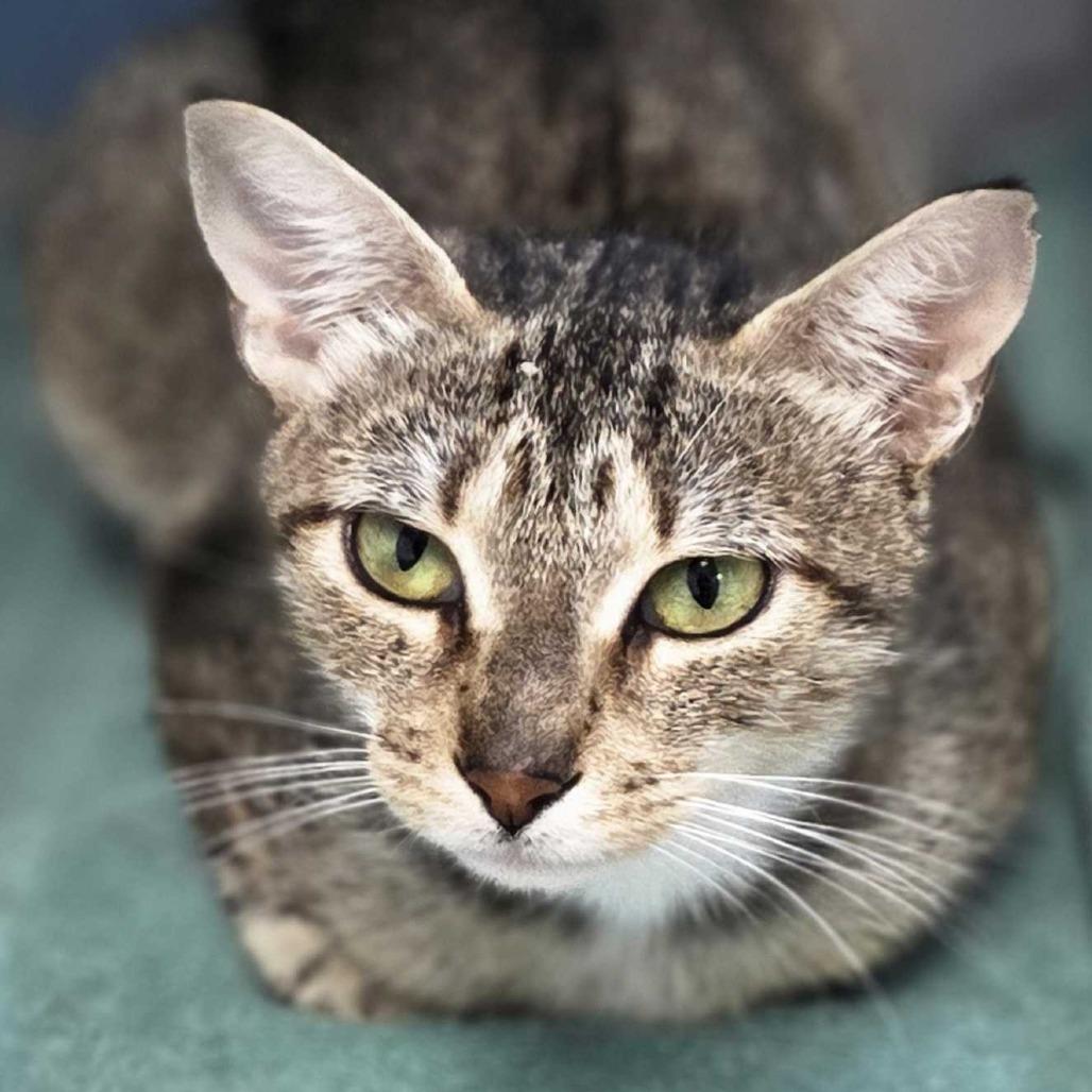 Rowan, a Adoptable Domestic Short Hair in Oneonta, NY image 4/6