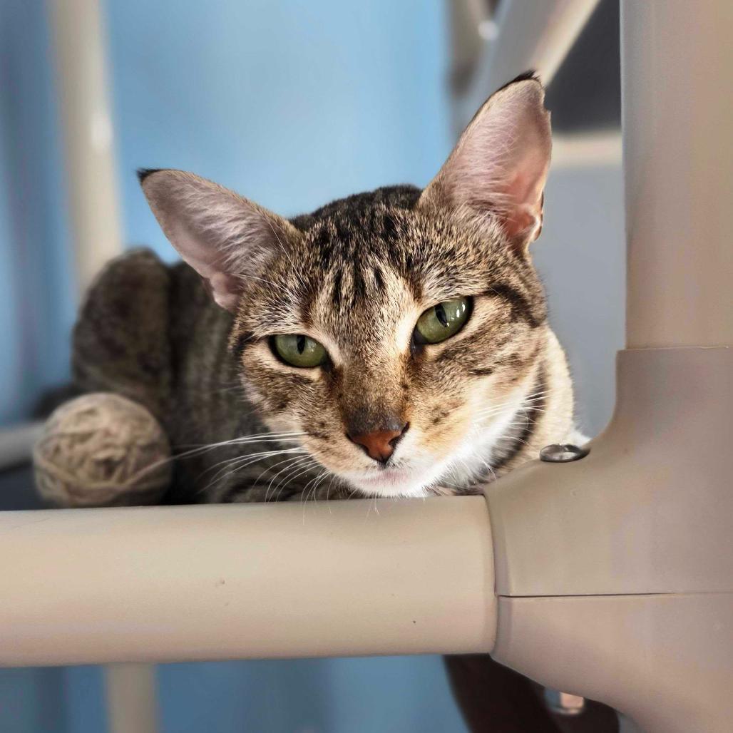 Rowan, a Adoptable Domestic Short Hair in Oneonta, NY image 5/6