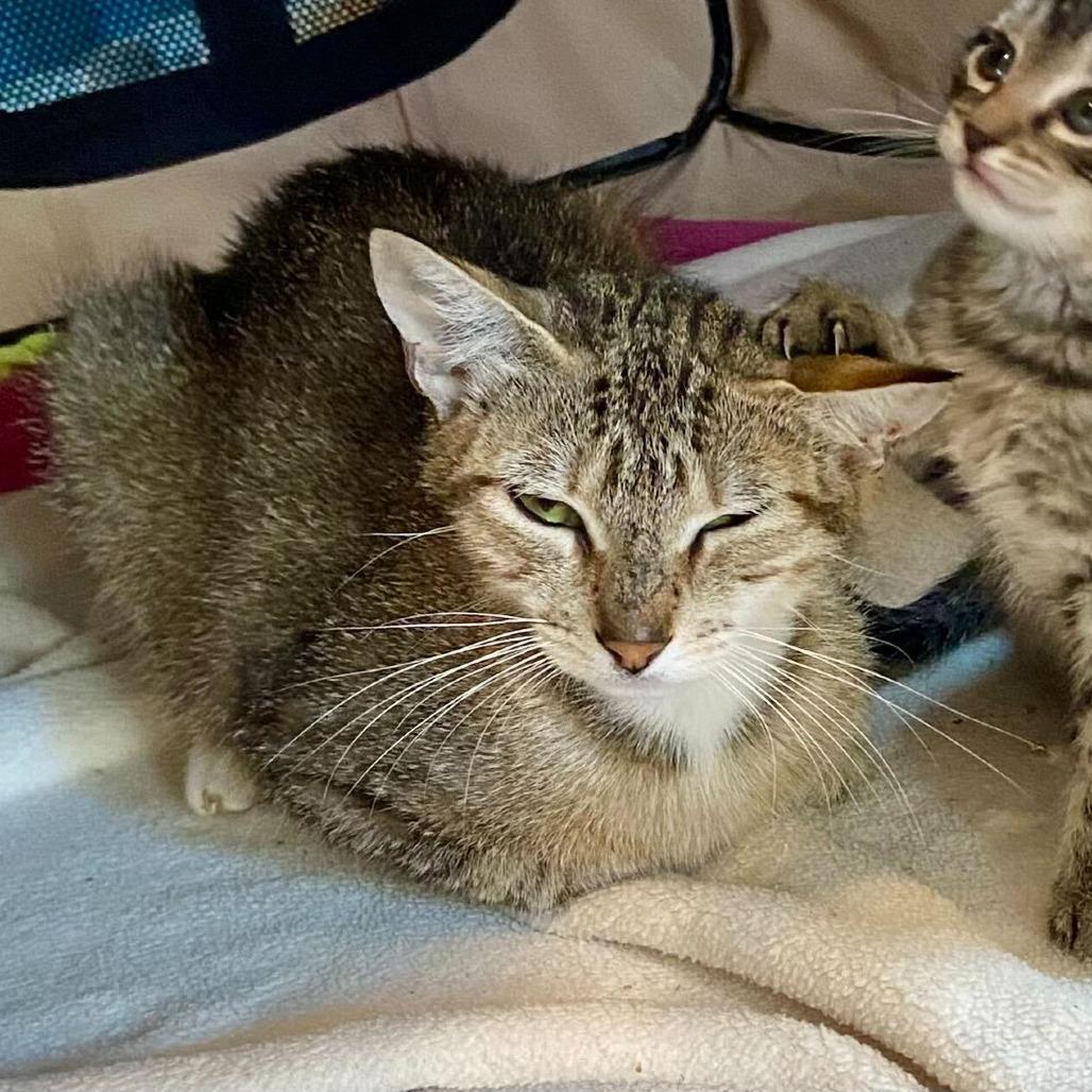 Rowan, a Adoptable Domestic Short Hair in Oneonta, NY image 6/6