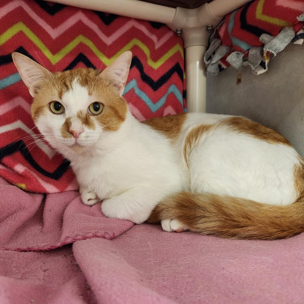 Roswell, a Adoptable Domestic Short Hair in Grand Rapids, MI image 1/6