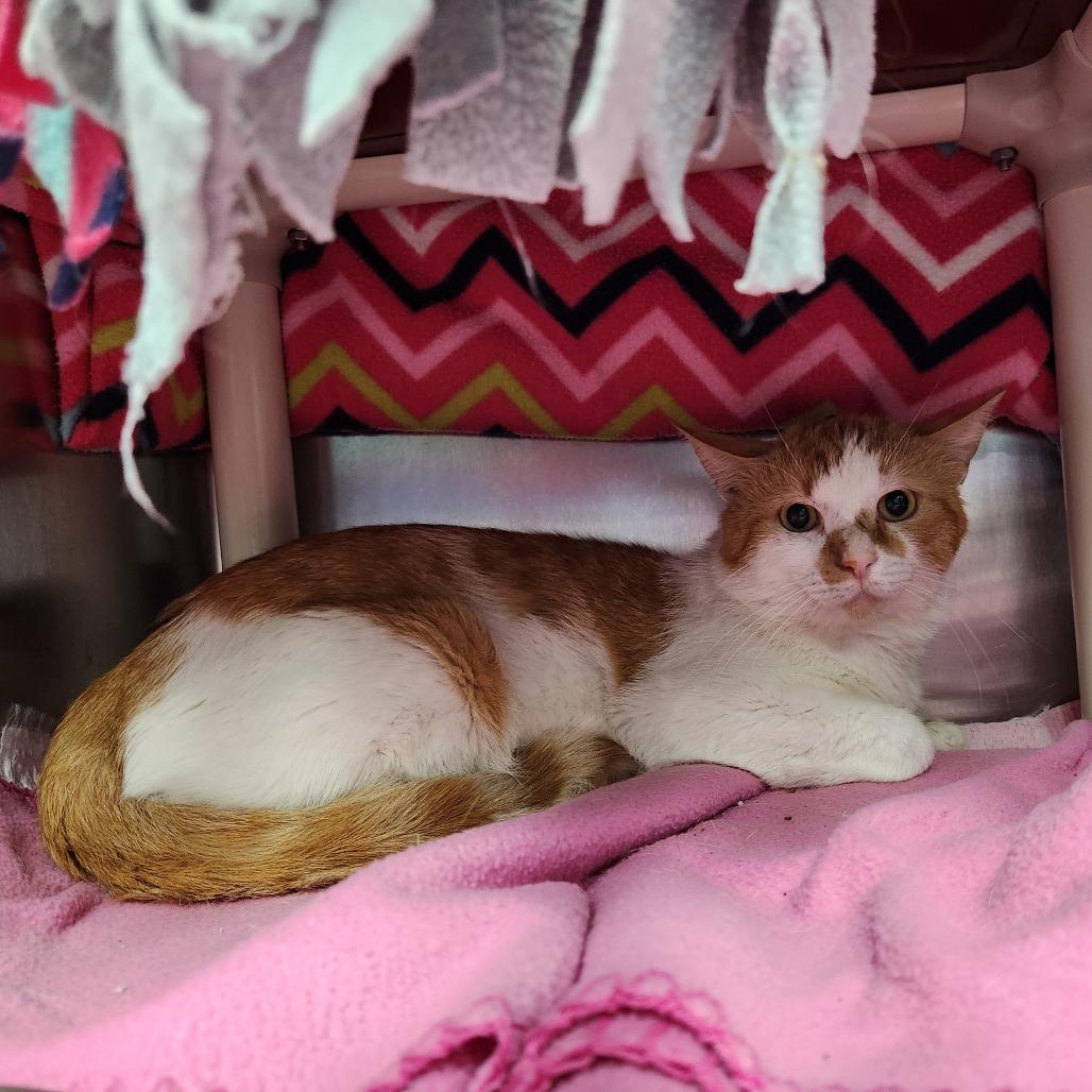 Roswell, a Adoptable Domestic Short Hair in Grand Rapids, MI image 2/6
