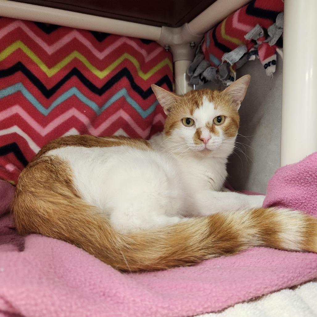 Roswell, a Adoptable Domestic Short Hair in Grand Rapids, MI image 3/6