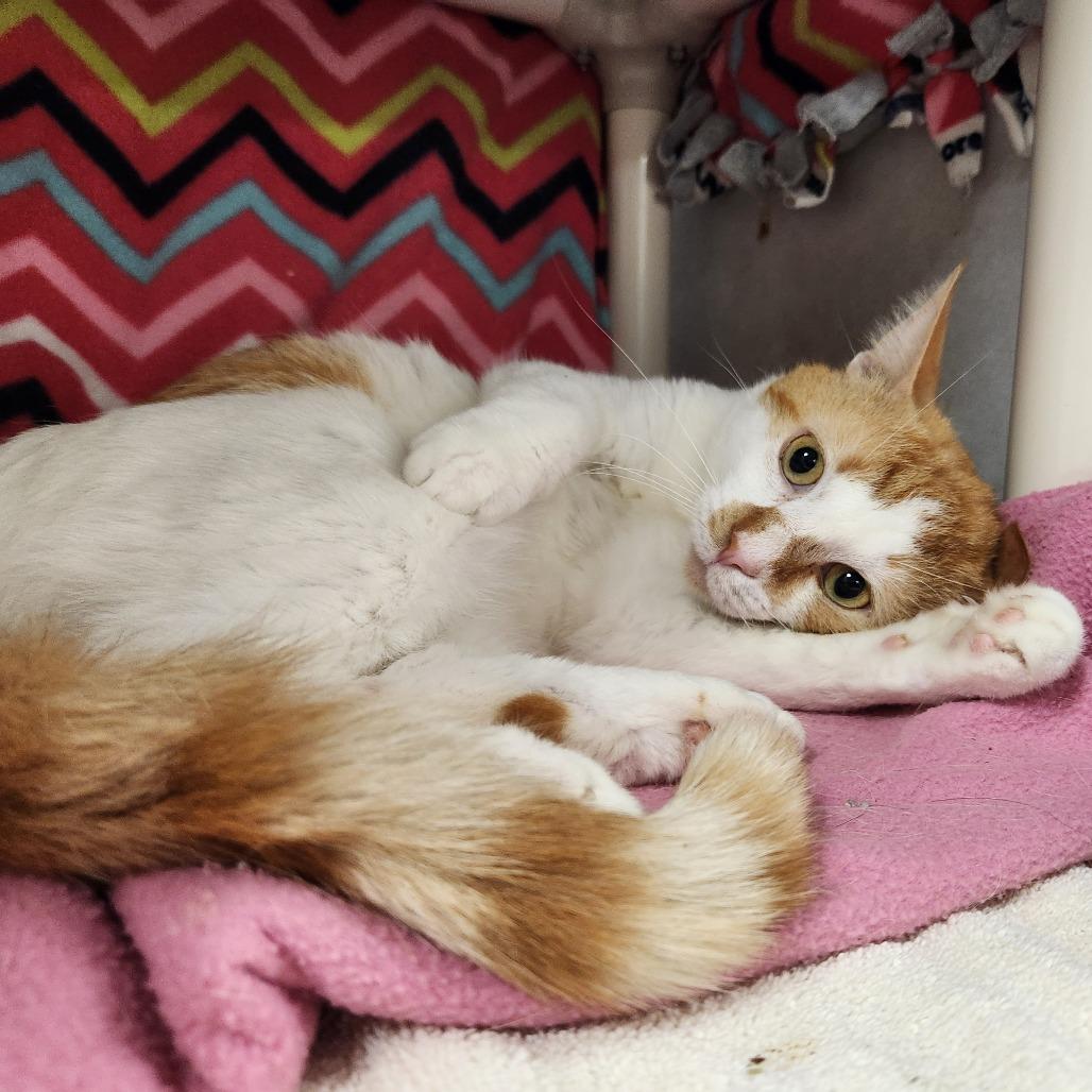 Roswell, a Adoptable Domestic Short Hair in Grand Rapids, MI image 4/6
